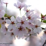 cherry blossoms washington dc 2010