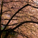 cherry blossoms washington dc 2010