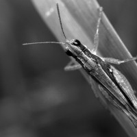 Macro fotografía - lucuella