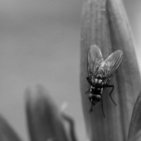 Macro fotografía - lucuella