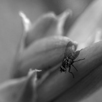 Macro fotografía - lucuella