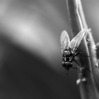 Macro fotografía - lucuella