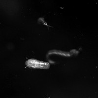 Zancudos (larvas)
