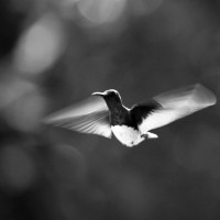 colibrí - fotos en movimiento