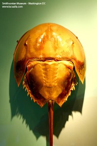 Natural History Museum, Washington DC