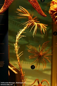 Natural History Museum, Washington DC