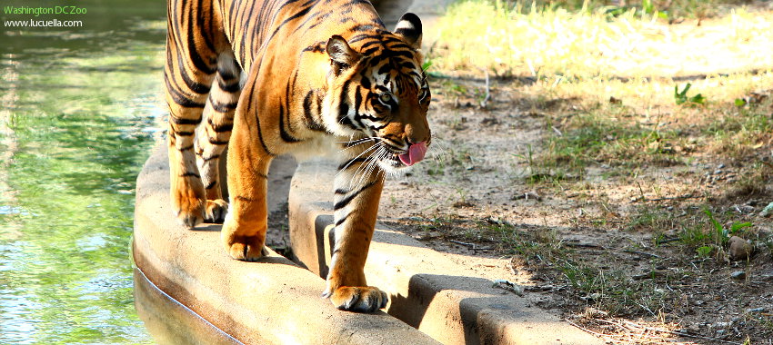 DC Smithsonian Zoo - Tiger (close up)