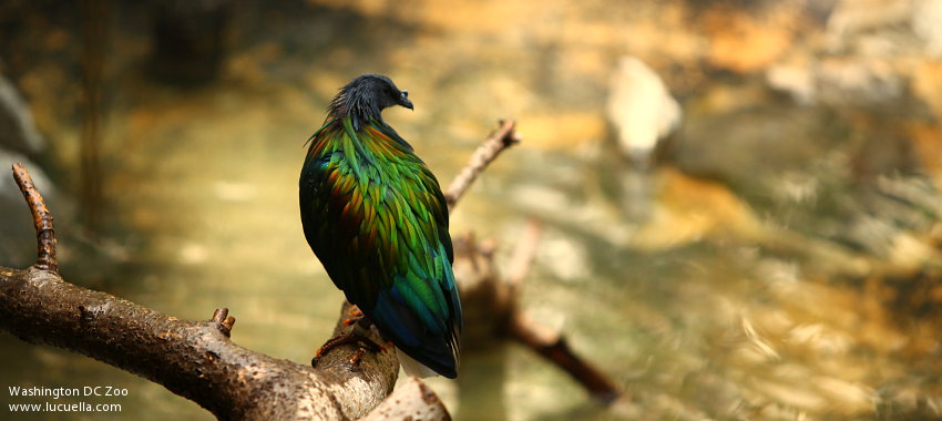 Washington DC Smithsonian Zoo – Aves