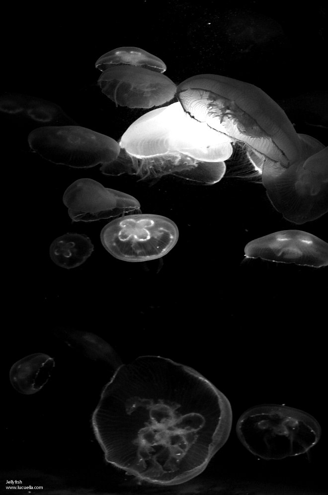 Medusas (Jellyfish) Baltimore Aquarium