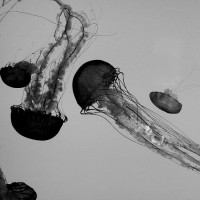 Medusas (Jellyfish) Baltimore Aquarium