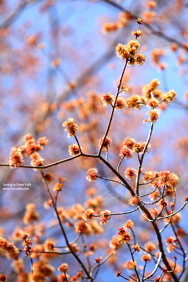 Spring in Great Falls - VA