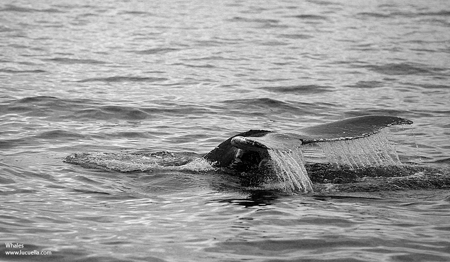 Whales at Virginia Beach