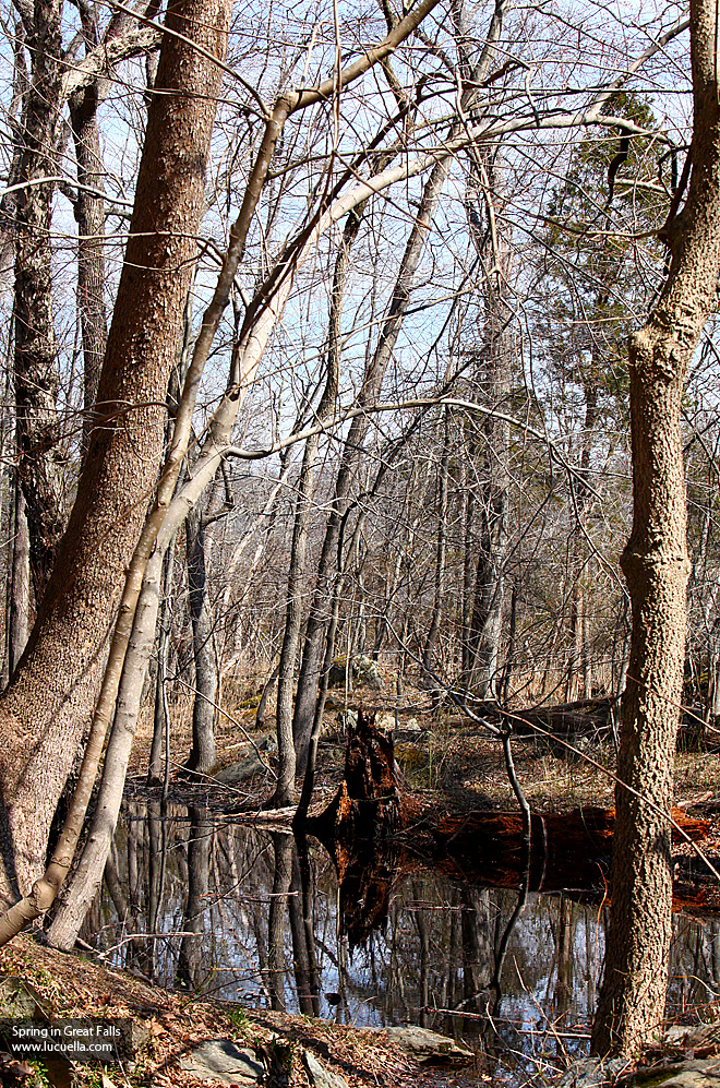 Trees in Great Falls - VA