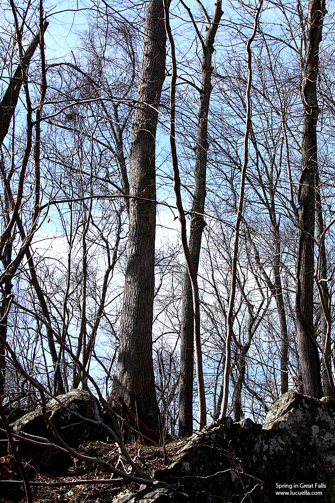 Trees in Great Falls - VA