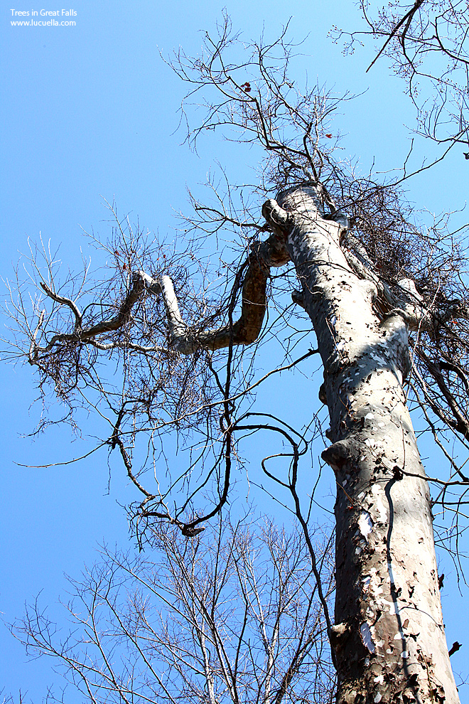 Trees in Great Falls - VA