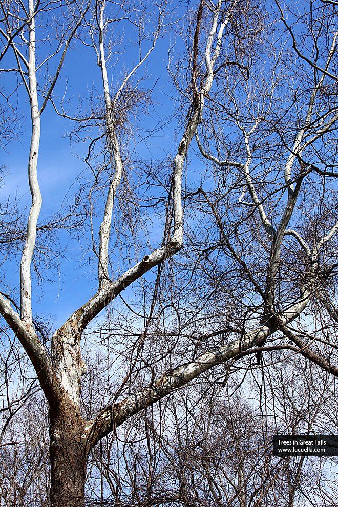 Trees in Great Falls - VA