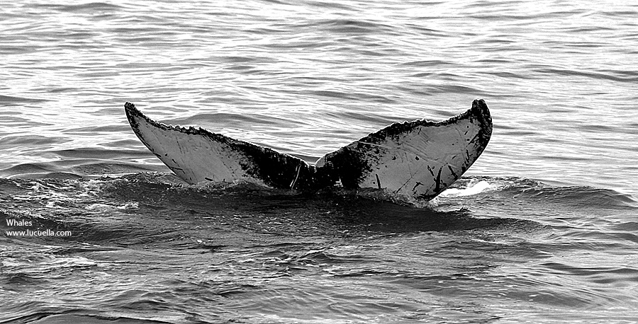 Whales at Virginia Beach