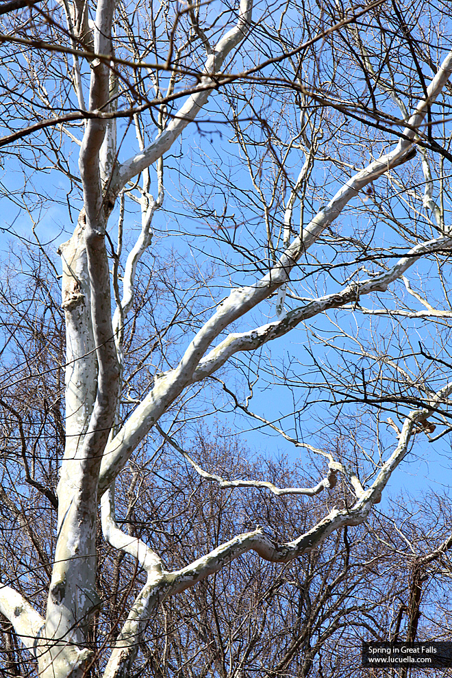 Trees in Great Falls - VA