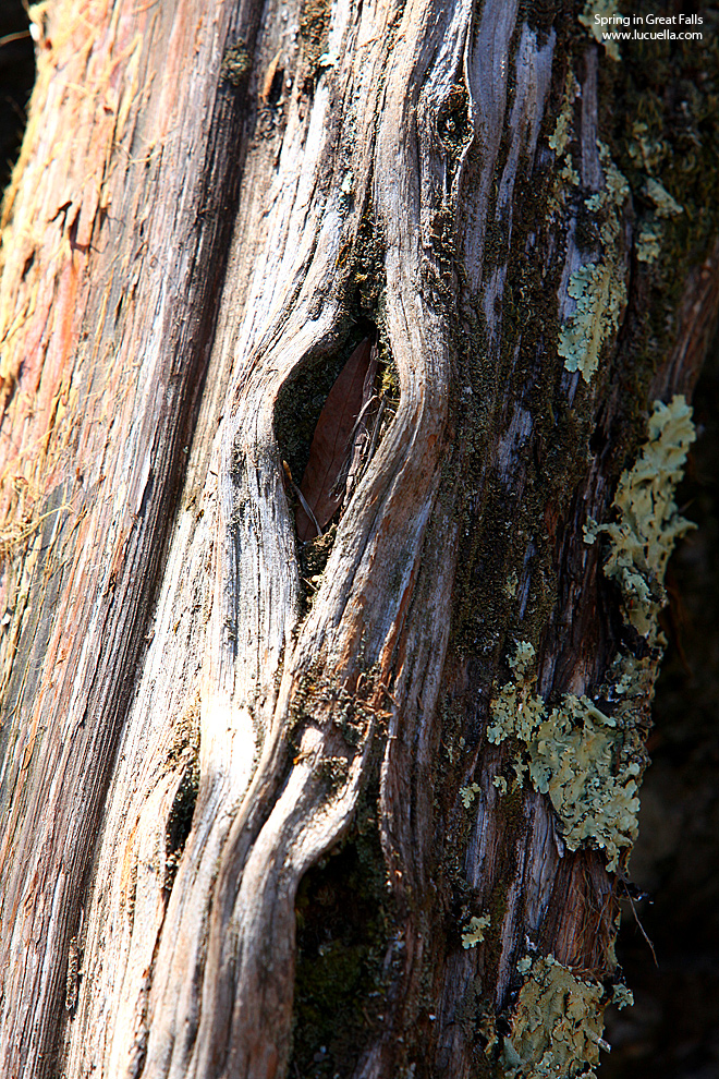 Wood decay