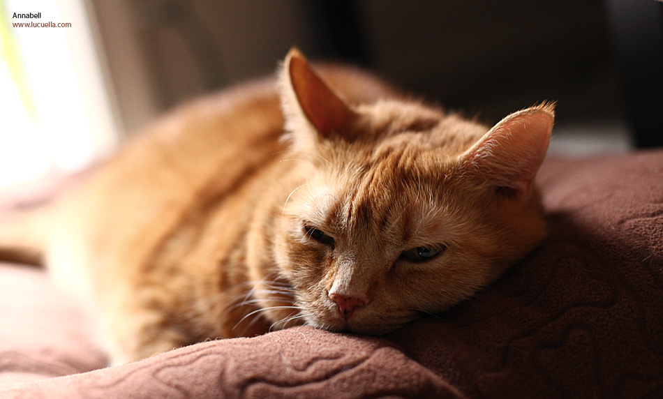 Annabell, a lovely cat looking to be adopted