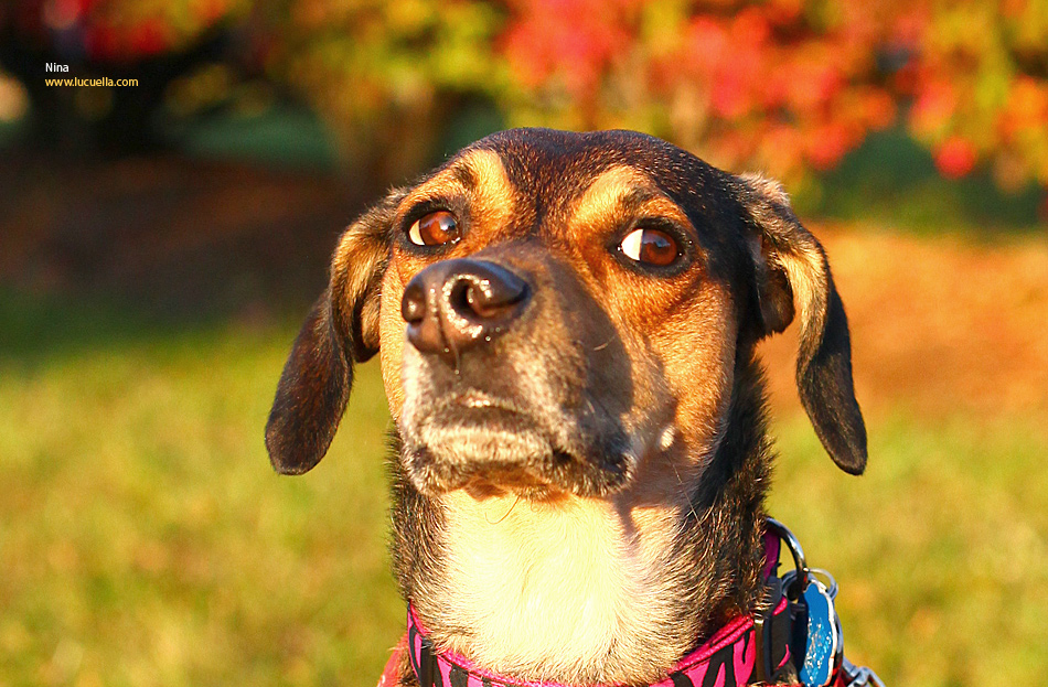 This is my mutt, Nina | Photographer DC Reston
