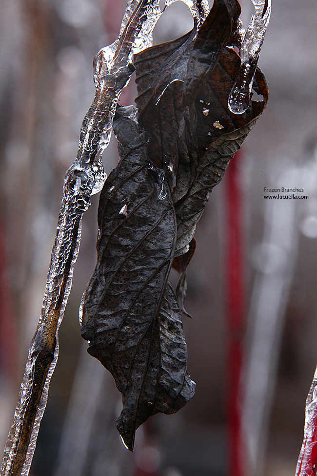 Frozen branches