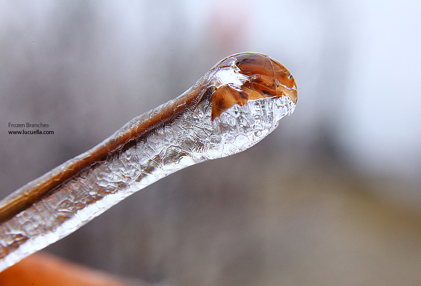 Frozen branches