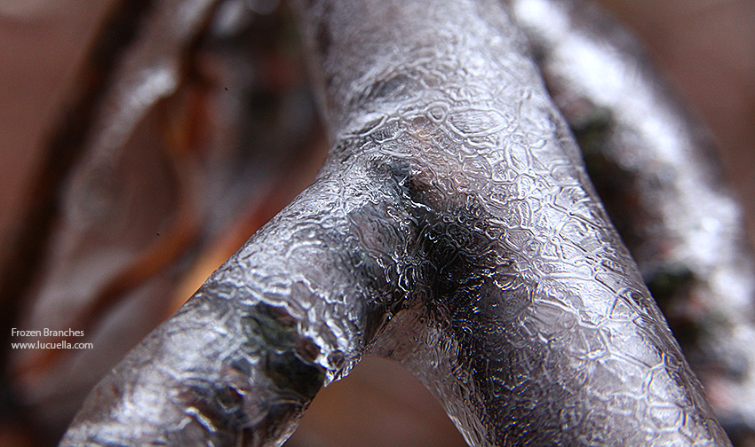 Frozen branches