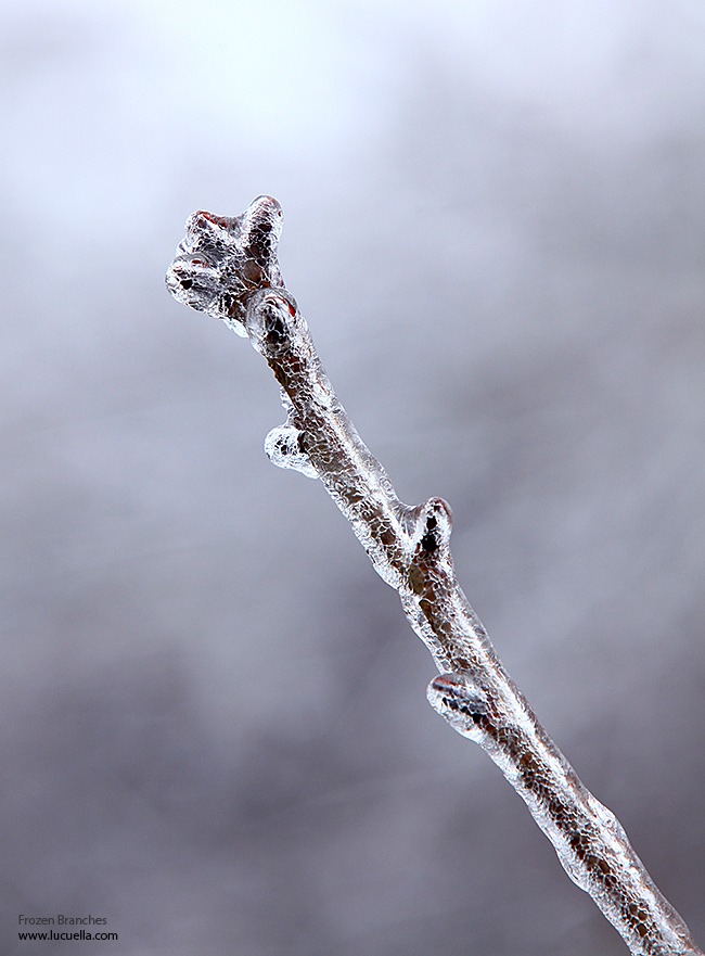 Frozen branches