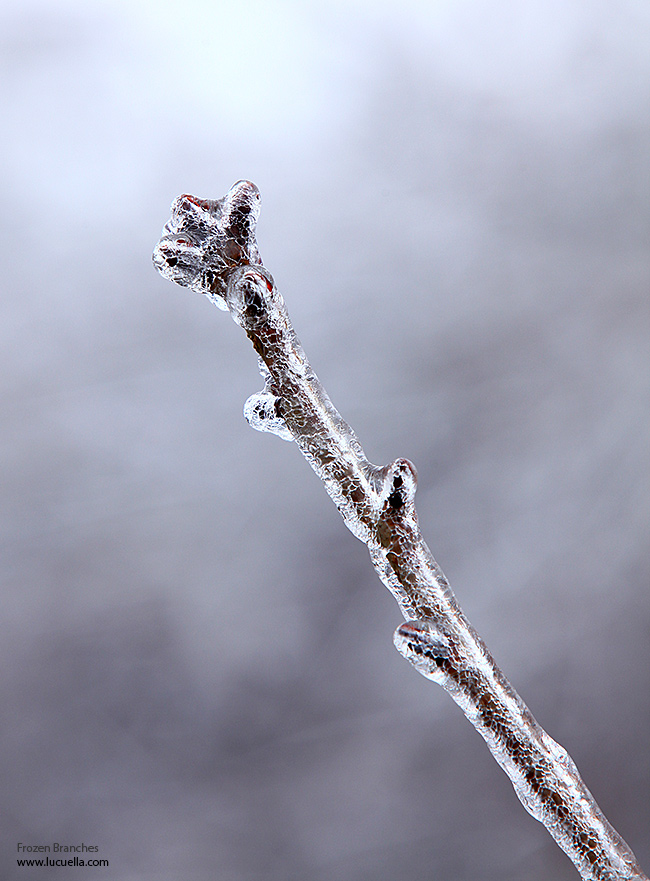 Frozen branches