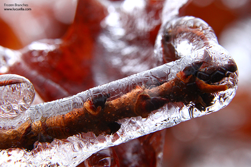 Frozen branches