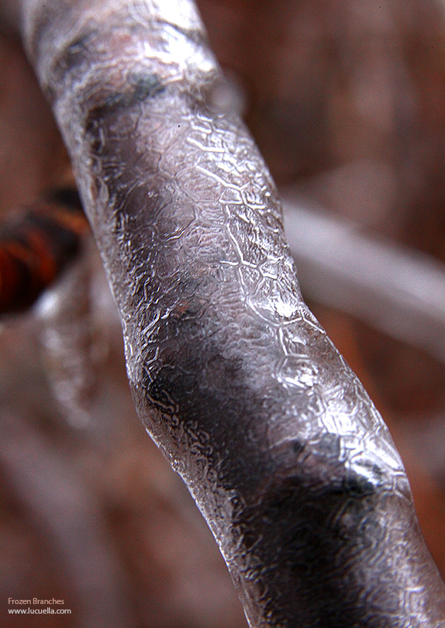 Frozen branches