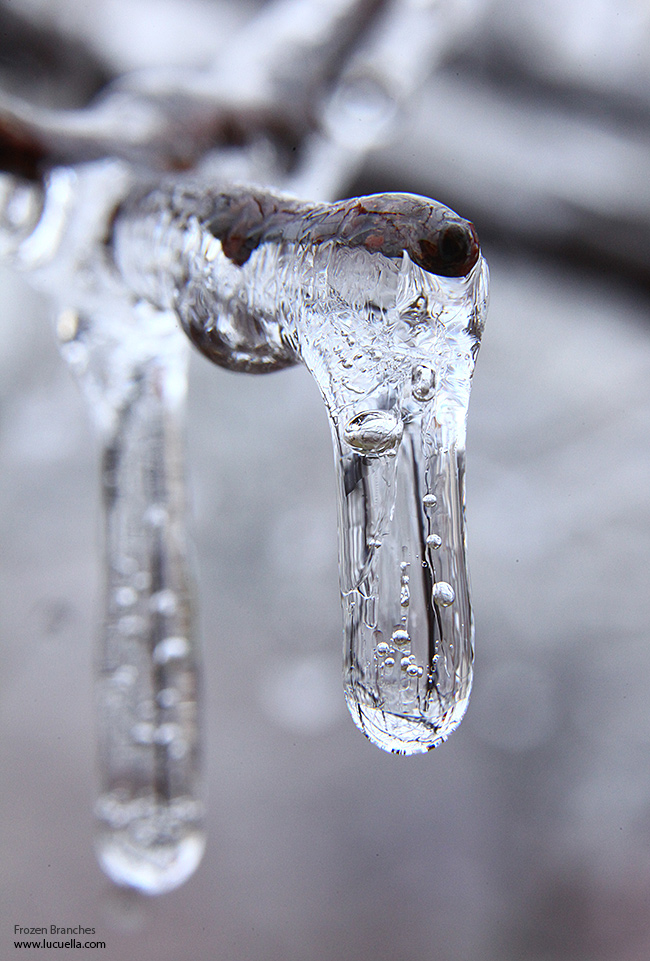 Frozen branches