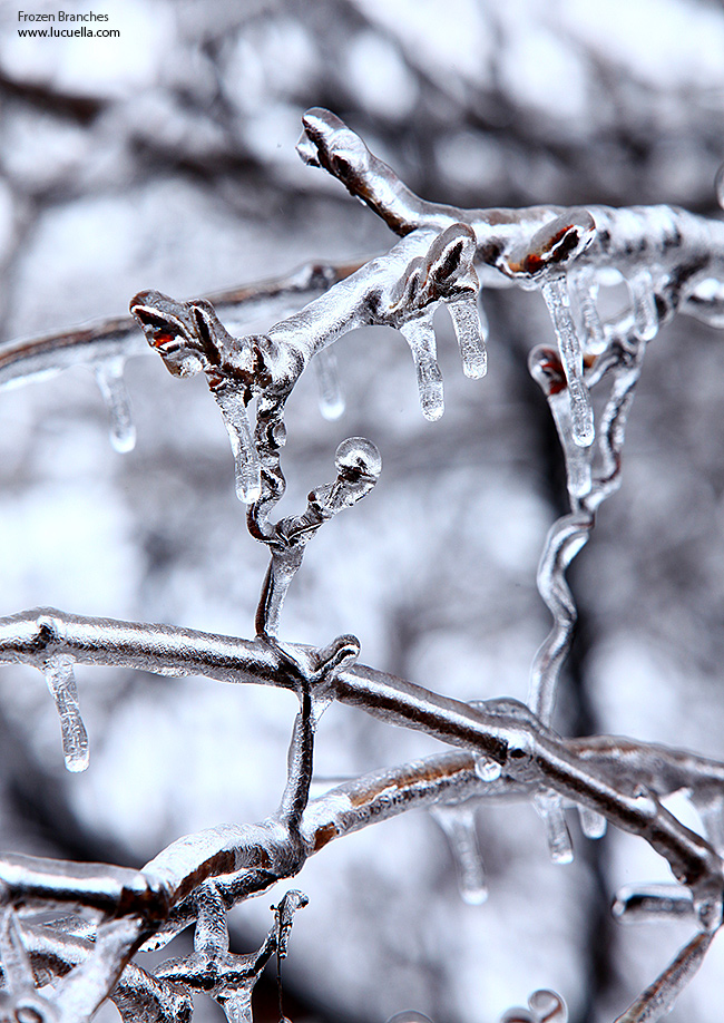 Frozen branches