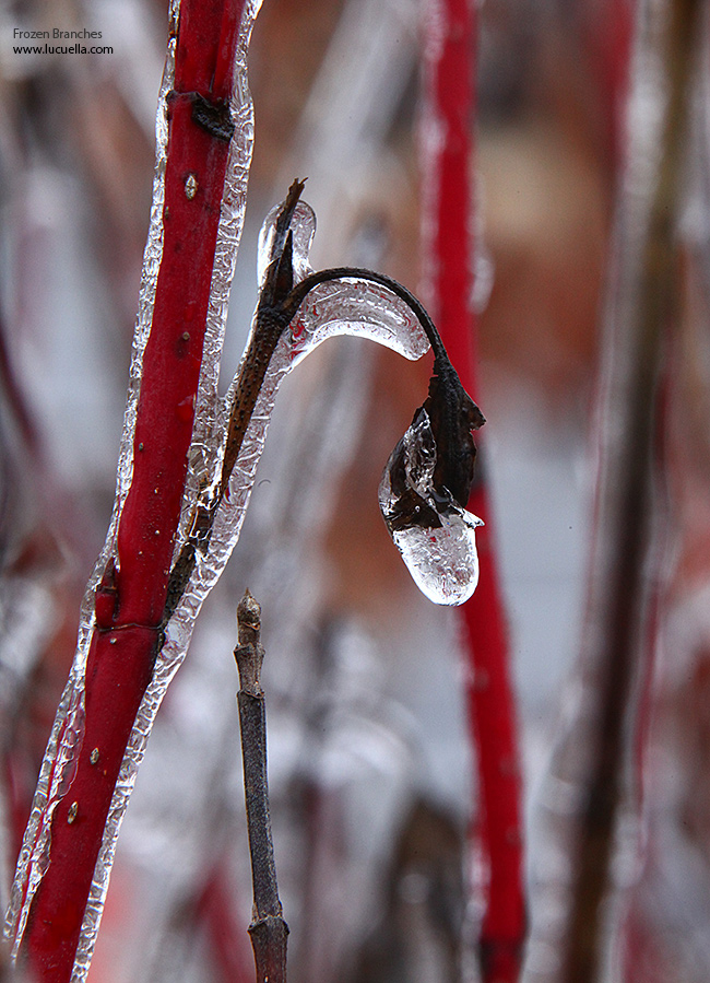 Frozen branches