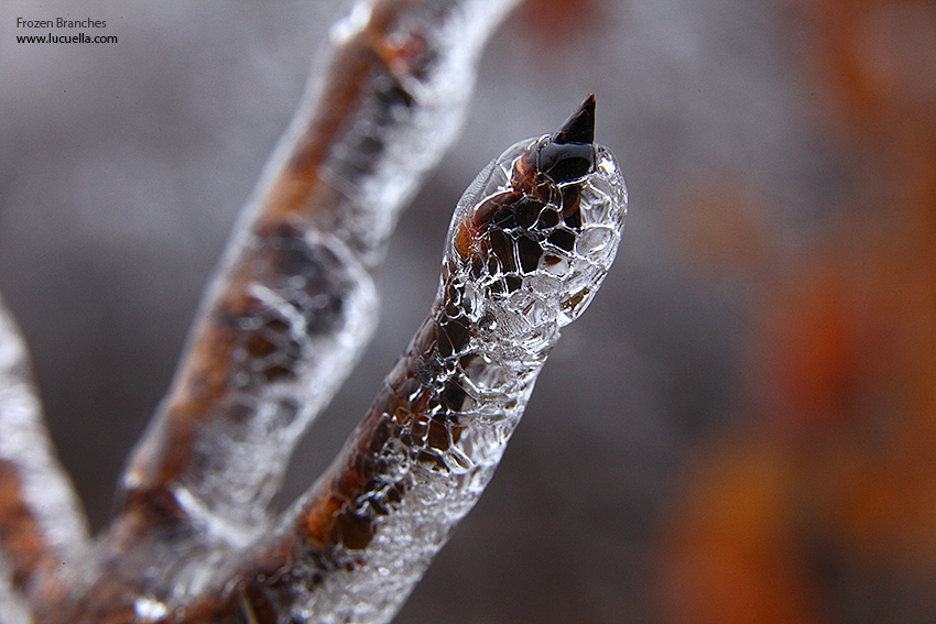 Frozen branches