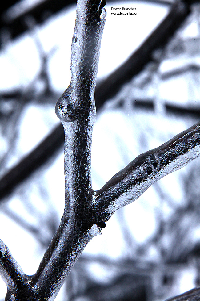 Frozen branches