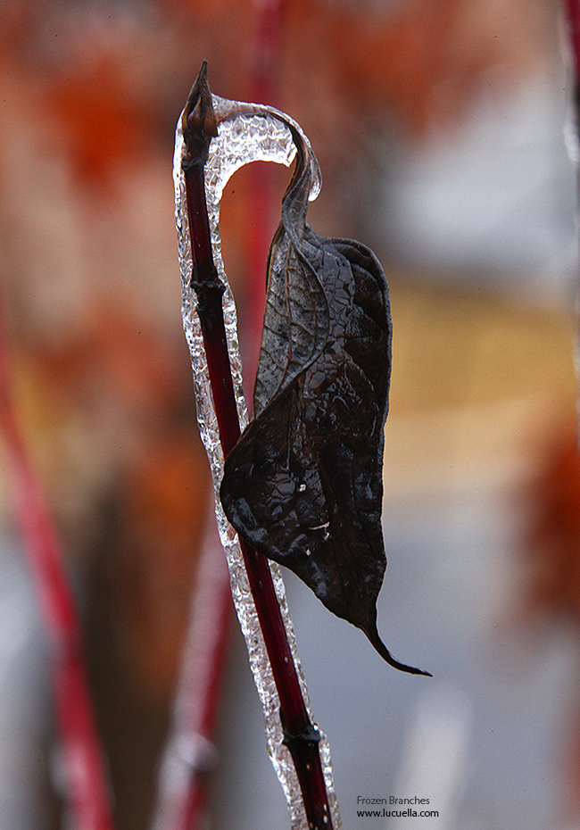 Frozen branches