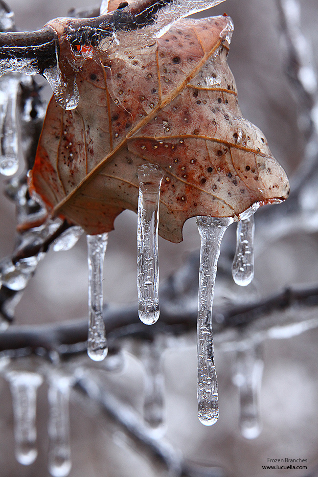 Frozen branches