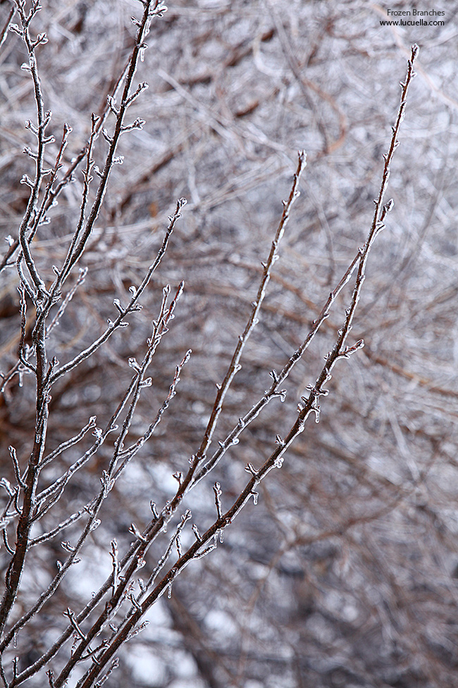 Frozen branches