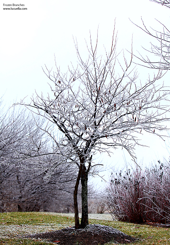 Frozen branches