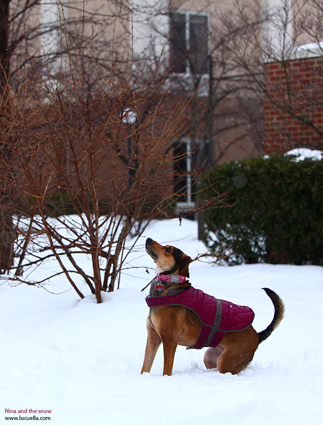 Nina esperando bolas de nieve