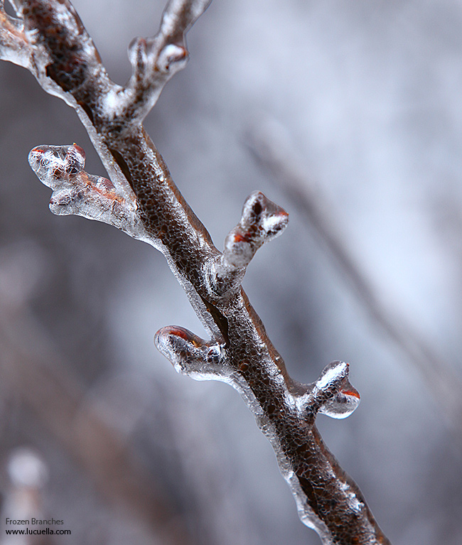 Frozen branches