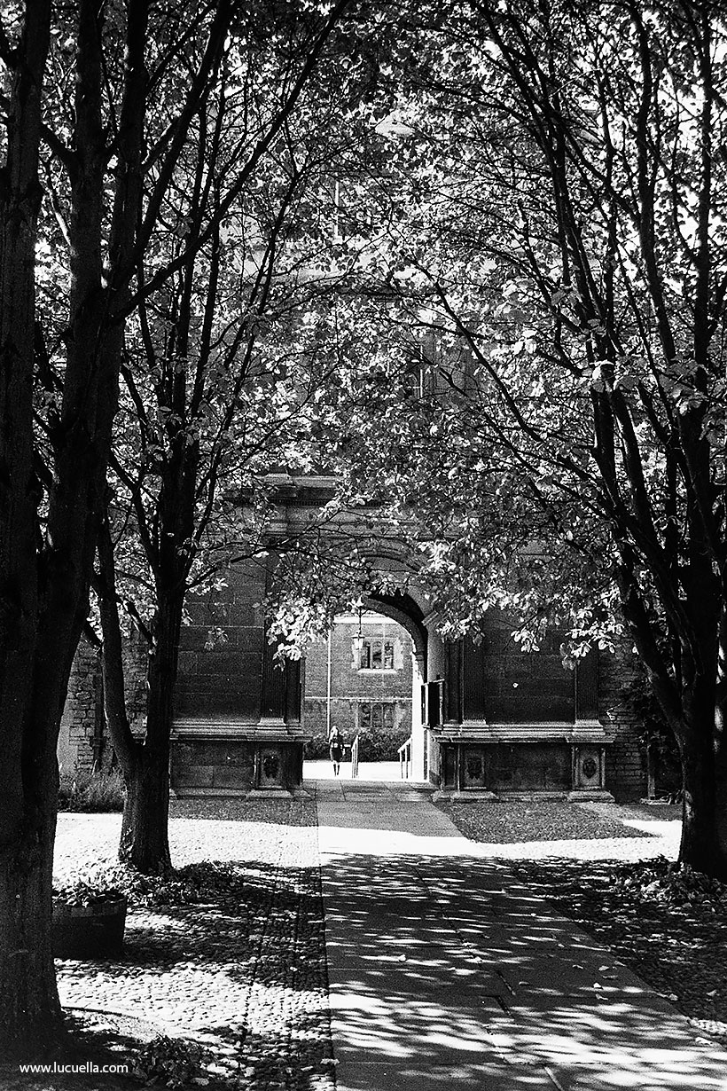 Tree Court at Caius College