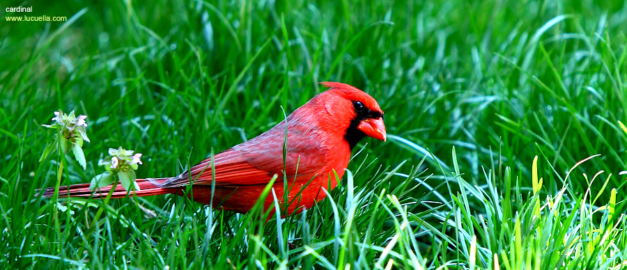 photo of cardinal by lucuella