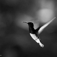 colibrí - fotos en movimiento