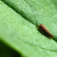 insecto diminuto (macro)