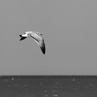 Bethany beach