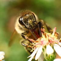 Abeja polinizando