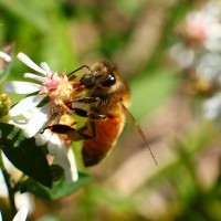 Abeja polinizando (macro)